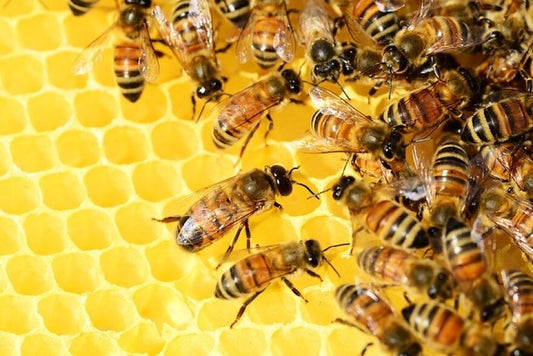 Large bee Honey